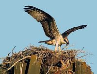 Balbuzard pêcheur. Au nid. Cliquer pour agrandir l'image.