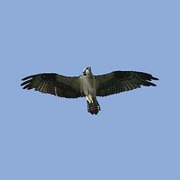 Balbuzard pêcheur. En vol. Cliquer pour agrandir l'image.