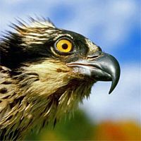 Balbuzard pêcheur. Tête. Cliquer pour agrandir l'image.