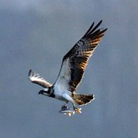Balbuzard pêcheur. Avec poisson. Cliquer pour agrandir l'image.