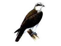Balbuzard pêcheur. Dessin. Cliquer pour agrandir l'image.