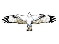 Balbuzard pêcheur. Dessin dessous des ailes. Cliquer pour agrandir l'image.