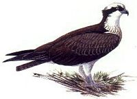Balbuzard pêcheur. Dessin. Cliquer pour agrandir l'image.