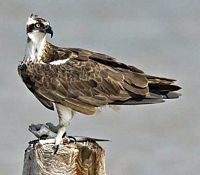Balbuzard pêcheur. Perché avec poisson. Cliquer pour agrandir l'image.