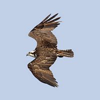 Balbuzard pêcheur. En vol. Cliquer pour agrandir l'image.