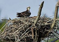 Balbuzard pêcheur. Au nid. Cliquer pour agrandir l'image.