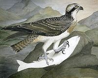 Balbuzard pêcheur. Aquarelle. Cliquer pour agrandir l'image.