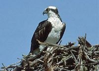 Balbuzard pêcheur. Au nid. Cliquer pour agrandir l'image.