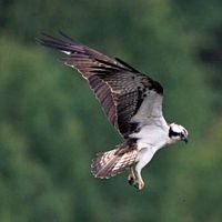 Balbuzard pêcheur. En vol. Cliquer pour agrandir l'image.