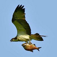 Balbuzard pêcheur. En vol avec poisson. Cliquer pour agrandir l'image.