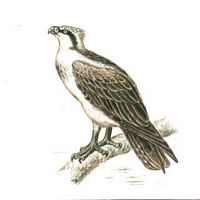 Balbuzard pêcheur. Dessin. Cliquer pour agrandir l'image.