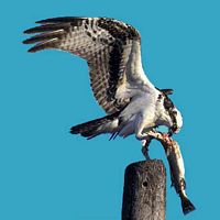 Balbuzard pêcheur. Se nourrissant. Cliquer pour agrandir l'image.
