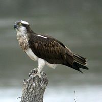 Balbuzard pêcheur. Cliquer pour agrandir l'image.