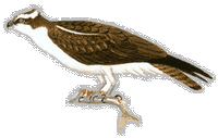 Balbuzard pêcheur. Dessin. Cliquer pour agrandir l'image.