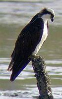 Balbuzard pêcheur. Cliquer pour agrandir l'image.