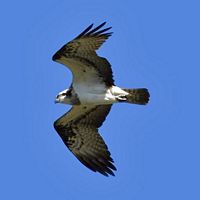 Balbuzard pêcheur. En vol. Cliquer pour agrandir l'image.
