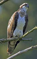 Balbuzard pêcheur. Cliquer pour agrandir l'image.