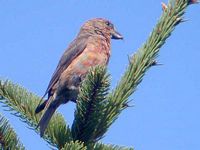 Bec-croisé des sapins. Mâle gaucher. Cliquer pour agrandir l'image.