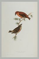 Bec-croisé des sapins. Gravure de Gould. Cliquer pour agrandir l'image.