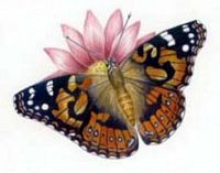 Belle-dame. Dessin. Cliquer pour agrandir l'image.