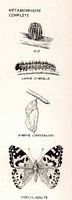 Belle-dame. Dessin métamorphose. Cliquer pour agrandir l'image.