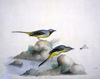 Bergeronnette des ruisseaux. Aquarelle. Cliquer pour agrandir l'image.