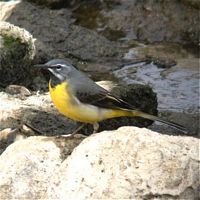 Bergeronnette des ruisseaux. Mâle. Cliquer pour agrandir l'image.