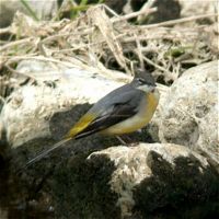 Bergeronnette des ruisseaux. Femelle. Cliquer pour agrandir l'image.