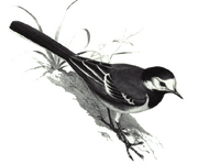 Bergeronnette grise. Dessin. Cliquer pour agrandir l'image.