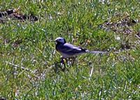 Bergeronnette grise. Villars. Cliquer pour agrandir l'image.