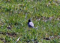 Bergeronnette grise. Villars. Cliquer pour agrandir l'image.