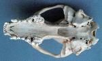 Blaireau d'Europe. Mandibule inférieure. Cliquer pour agrandir l'image.