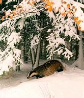 Blaireau d'Europe. Dans la neige. Cliquer pour agrandir l'image.