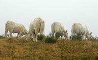 Boeuf domestique. Vaches charolaises, Ternant. Cliquer pour agrandir l'image.