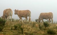 Boeuf domestique. Vaches blondes d'aquitaine, Ternant. Cliquer pour agrandir l'image.