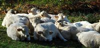 Boeuf domestique. Veaux charolais, Villars. Cliquer pour agrandir l'image.