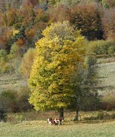 Boeuf domestique. Vaches ferrandaises, Montlosier. Cliquer pour agrandir l'image.
