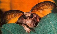 Bombyx disparate. Tête du mâle. Cliquer pour agrandir l'image.