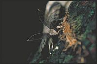 Bombyx disparate. Cliquer pour agrandir l'image.