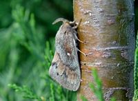 Bombyx du pin. Cliquer pour agrandir l'image.
