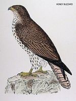 Bondrée apivore. Dessin. Cliquer pour agrandir l'image.