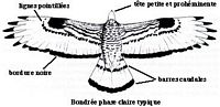 Bondrée apivore. Dessin face ventrale. Cliquer pour agrandir l'image.