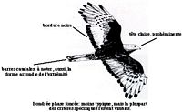 Bondrée apivore. Dessin face dorsale. Cliquer pour agrandir l'image.