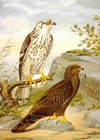 Bondrée apivore. Planche d'identification Naumann. Cliquer pour agrandir l'image.