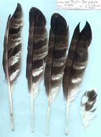 Bondrée apivore. Plumes. Cliquer pour agrandir l'image.