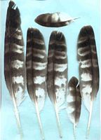 Bondrée apivore. Plumes. Cliquer pour agrandir l'image.
