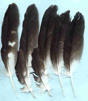 Bondrée apivore. Plumes. Cliquer pour agrandir l'image.