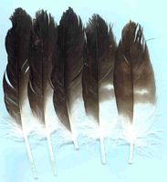 Bondrée apivore. Plumes. Cliquer pour agrandir l'image.