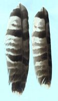 Bondrée apivore. Plumes. Cliquer pour agrandir l'image.