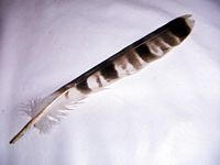 Bondrée apivore. Plume. Cliquer pour agrandir l'image.